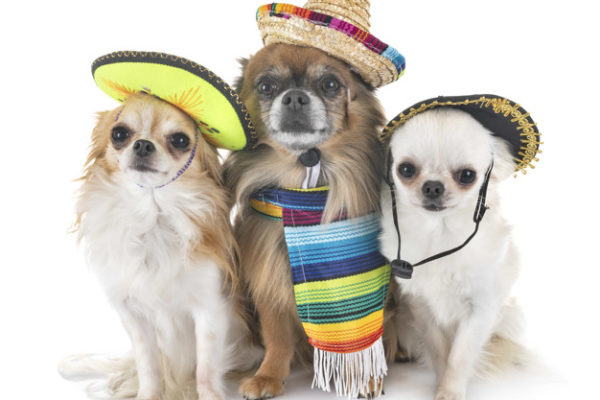 DogHero, Perros, Maleta de Viajes, turismo, aventura, concurso, Día de la Independencia