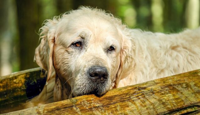 Maleta de Viajes, Maleta Pet, viajes, turismo, Día del Abuelo