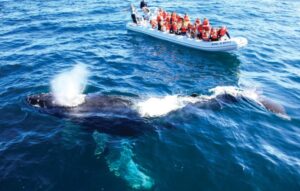 Maleta de Viajes, Maleta Pet, viajes, turismo, aventura, Riviera Nayarit