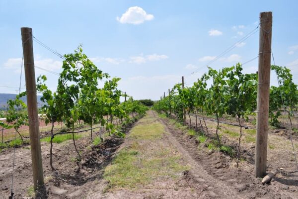 Foto del viñedo enfocando a la vid.
