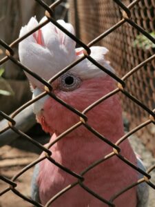 El Nido, aviario, especies de aves, Ixtapaluca, santuario de aves, quetzal, Jesús Estudillo López, vida silvestre, avestruz, cacatúa, guacamaya, emu, turaco de mejillas blancas