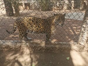 El Nido, aviario, especies de aves, Ixtapaluca, santuario de aves, quetzal, Jesús Estudillo López, vida silvestre, avestruz, cacatúa, guacamaya, emu, turaco de mejillas blancas