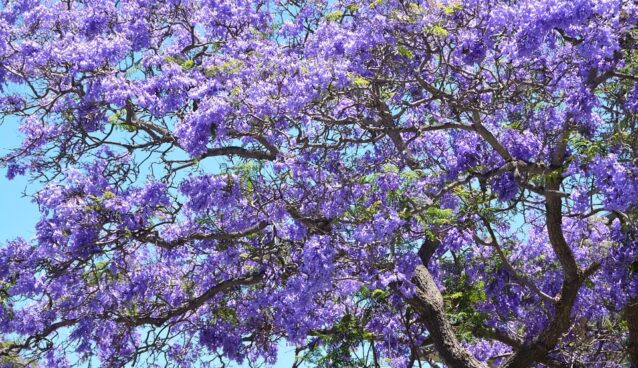 Maleta de Viajes, Hoteles, viajes, turismo, aventura, jacarandas, Stella Artois