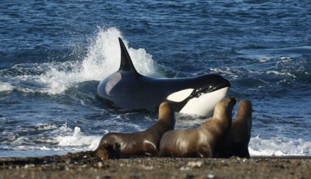 Maleta de Viajes, Internacional, viajes, turismo, aventura, orcas, Argentina, Maleta Pet