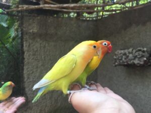 El Nido, aviario, especies de aves, Ixtapaluca, santuario de aves, quetzal, Jesús Estudillo López, vida silvestre, avestruz, cacatúa, guacamaya, emu, turaco de mejillas blancas