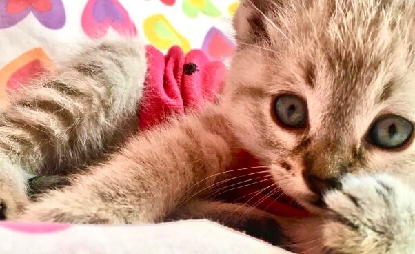 Maleta de Viajes, Hoteles, viajes, turismo, aventura, gato, Día del Gato