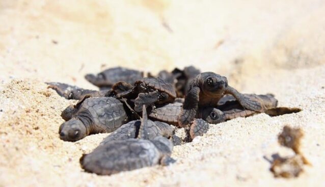 Maleta de Viajes, Hoteles, viajes, turismo, aventura, Puerto Morelos, tortugas