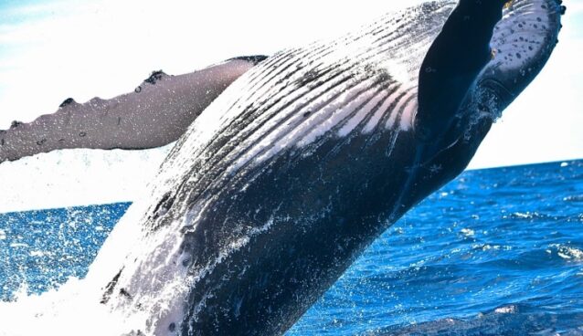 Maleta de Viajes, Hoteles, viajes, turismo, aventura, ballena, Riviera Nayarit