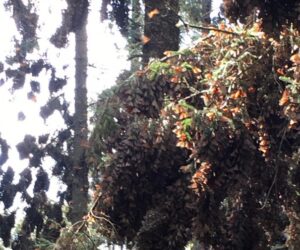 Maleta de Viajes, Hoteles, viajes, turismo, aventura, Santuario de la Mariposa Monarca El Rosario, mariposa monarca