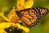 Maleta de Viajes, Hoteles, viajes, turismo, aventura, Santuario de la Mariposa Monarca El Rosario, mariposa monarca