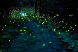 Tlaxcala se ilumina con la Temporada de Luciérnagas 2026