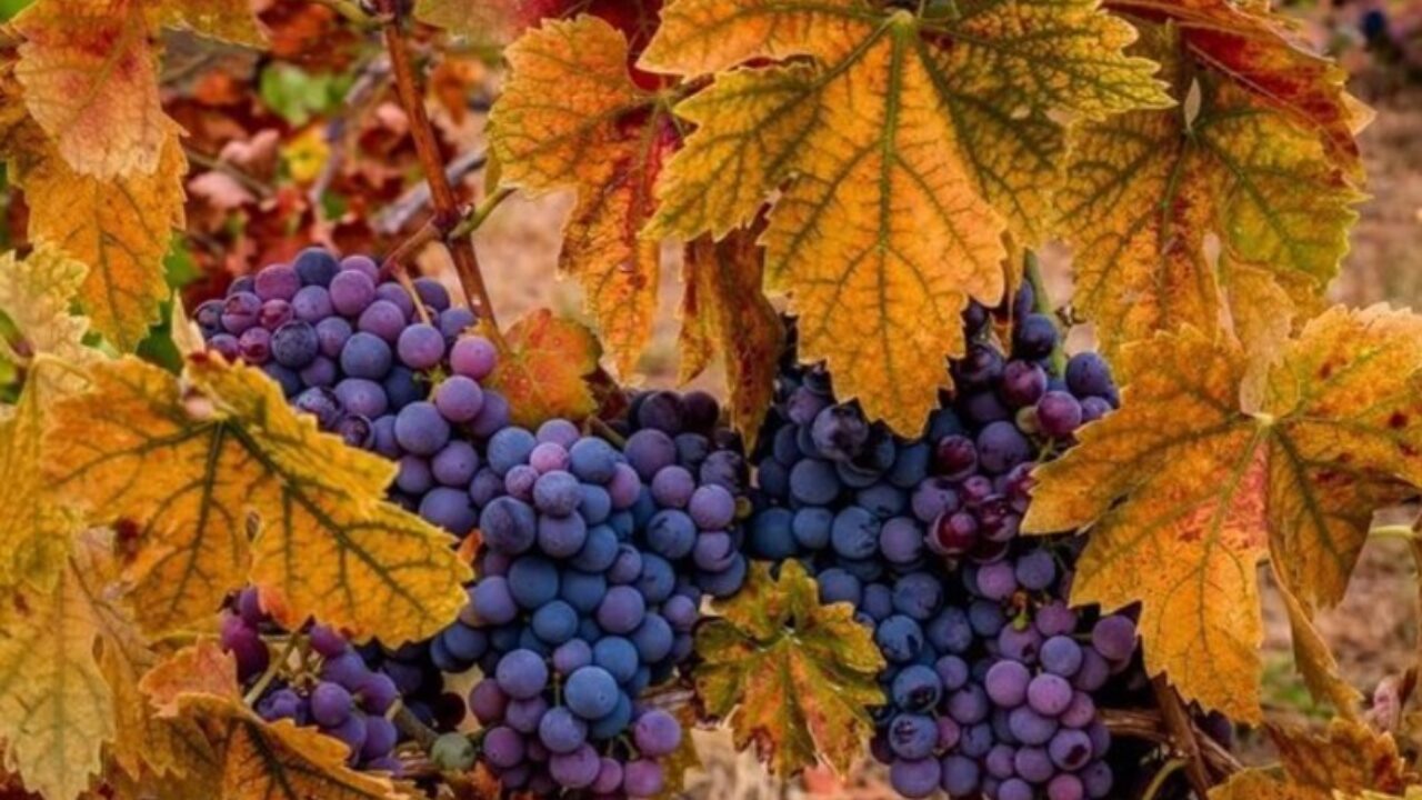 Deslumbrantes lugares para vivir el otoño en California | Maleta de viajes, image size:1280x720