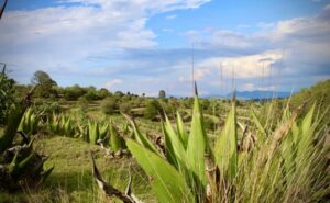 Maleta de Viajes, Aventura, turismo rural, oactli, luciérnagas, viajes, pulque