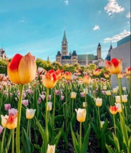 Descubre la experiencia sensorial del Festival de Tulipanes en Ottawa