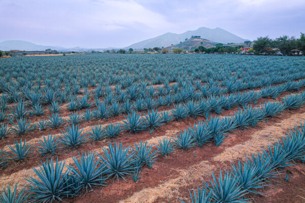 Maleta de VIajes, viajeros,, Guadalajara, Jalisco, vacaciones