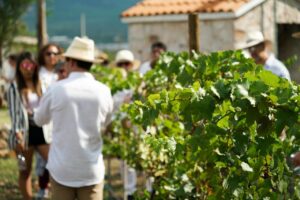 vinos, viñedo, Querétaro, enoturismo, sommelier, Maleta de Viajes, baúl gastronómico