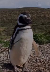 Puerto Madryn, Maleta de Viajes, Hoteles, viajes, turismo, aventura, , Argentina