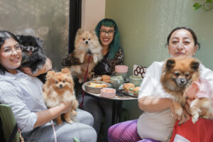 Maleta de Viajes, turismo, viajes, aventura, viajeros, hoteles, vuelos, experiencias, travel, hoteles, perro,