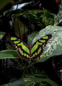 l Jardín Escultórico Edward James,Maleta de Viajes, Hoteles, viajes, turismo, aventura, viajeros, travel,