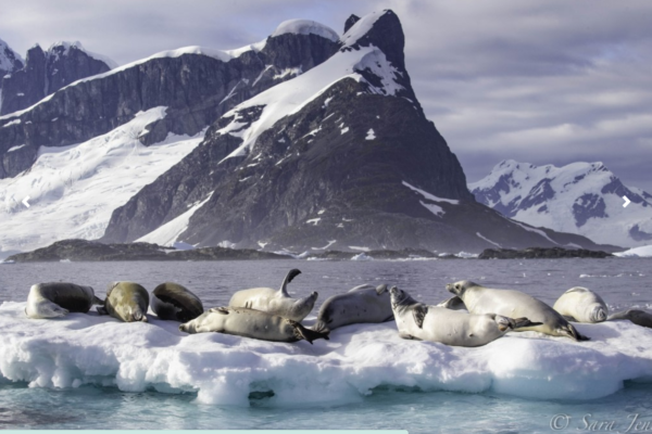 Oceanwide Expeditions, internacional, Antártida, viajes, viajeros, experiencias,