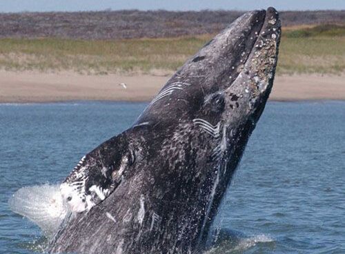 Maleta de Viajes, Hoteles, viajes, turismo, aventura, ballena