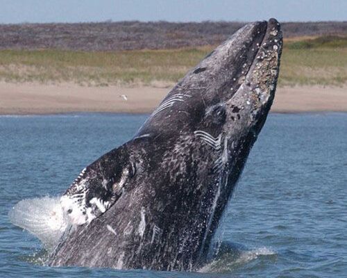 Maleta de Viajes, Hoteles, viajes, turismo, aventura, ballena