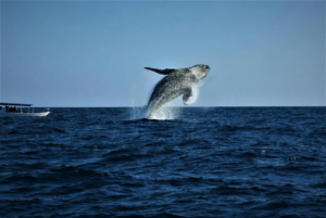 Isla Holbox, volcán Iztaccíhuatl, Los Cabos, Cañon del Sumidero, booking, viajes, viaeros, Maleta de Viajes, predicciones de viajes