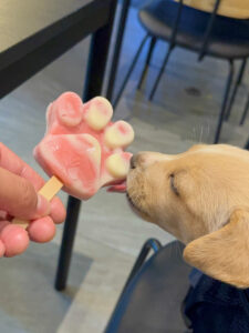 Friloo Café, cafeteria cdmx, mascotas, cafetería para perros,   maleta pet, viajeros petfriendly 