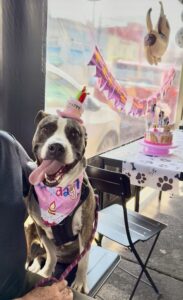 Friloo Café, cafeteria cdmx, mascotas, cafetería para perros,   maleta pet, viajeros petfriendly 