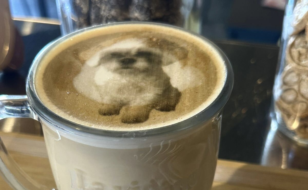 Friloo Café: el spot petfriendly de la Ciudad de México donde el café se  comparte con tu mejor amigo