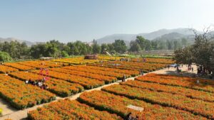 Maleta de Viajes, Hoteles, viajes, turimo, aventura,  Baja California, ruta de las flores 