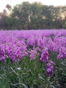 Maleta de Viajes, Hoteles, viajes, turimo, aventura,  Baja California, ruta de las flores 