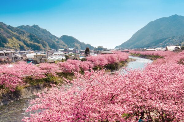 Maleta de Viajes, viajes, turismo, cultura, Japón, flores de cerezo