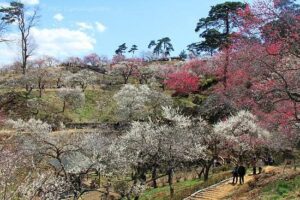 Maleta de Viajes, viajes, turismo, cultura, Japón, flores de cerezo 