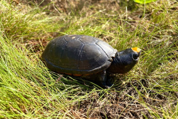 Carrera por tortuga