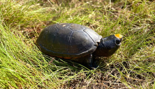 Carrera por tortuga