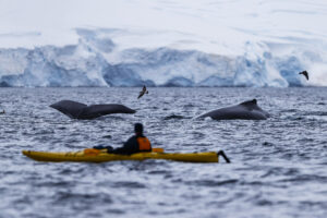 Descubre la nueva ruta polar, donde las ballenas marcan el ritmo en la Antártida