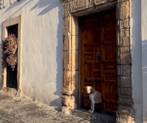 3 hoteles pet friendly en Taxco para disfrutar una escapada con tu mejor compañero