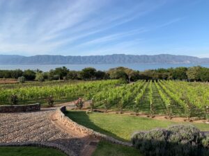 vinos, viñedo, Chapala Jalisco, enoturismo, sommelier, Maleta de Viajes, baúl gastronómico