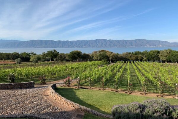 vinos, viñedo, Chapala Jalisco, enoturismo, sommelier, Maleta de Viajes, baúl gastronómico