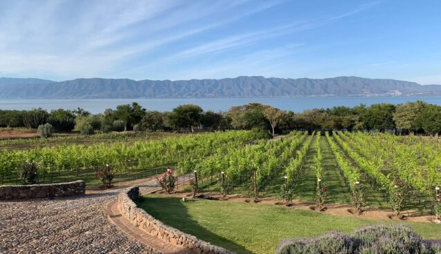 vinos, viñedo, Chapala Jalisco, enoturismo, sommelier, Maleta de Viajes, baúl gastronómico