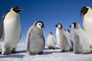 QuarkExpeditions, viajes, Maleta de viajes, turismo, viajeros, Patogonia, excursiones