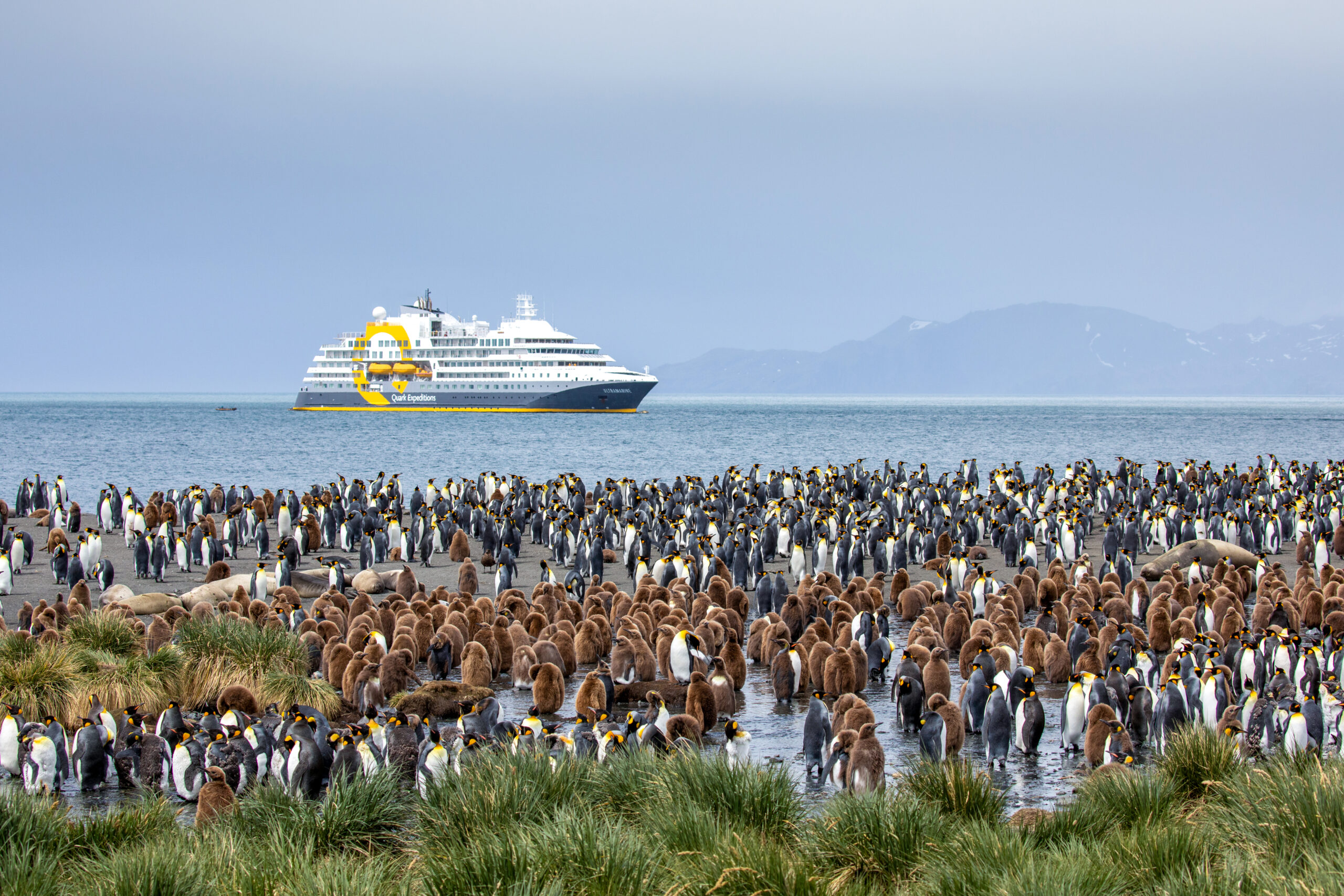 La vida secreta de los pingüinos en la Antártida